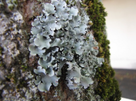 lichens, 